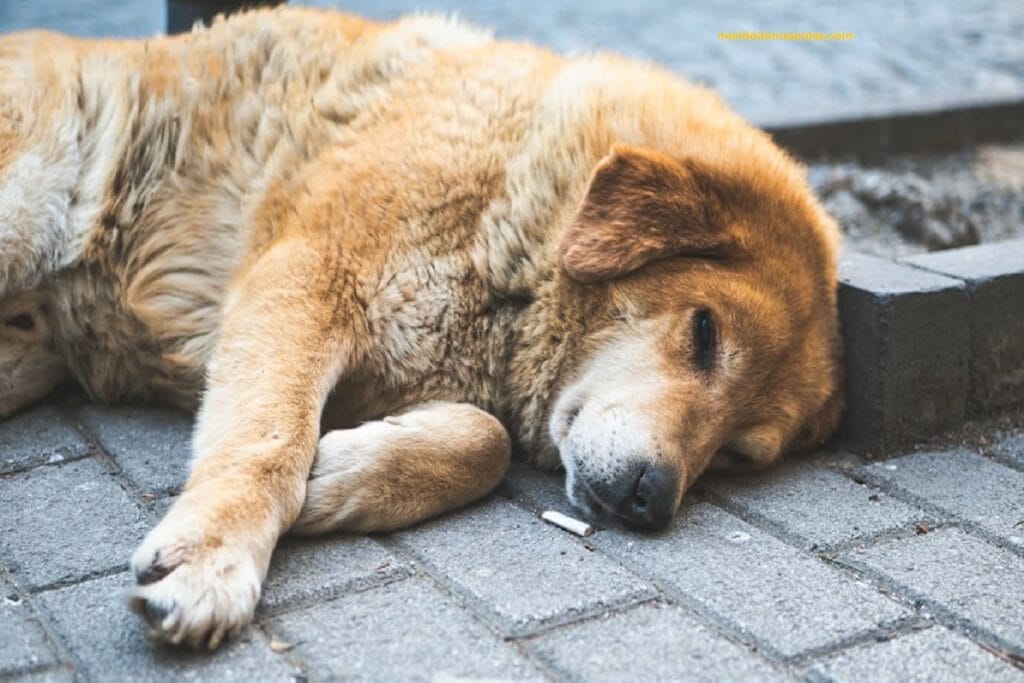 perro adulto con malestar de diarrea acostado en el piso