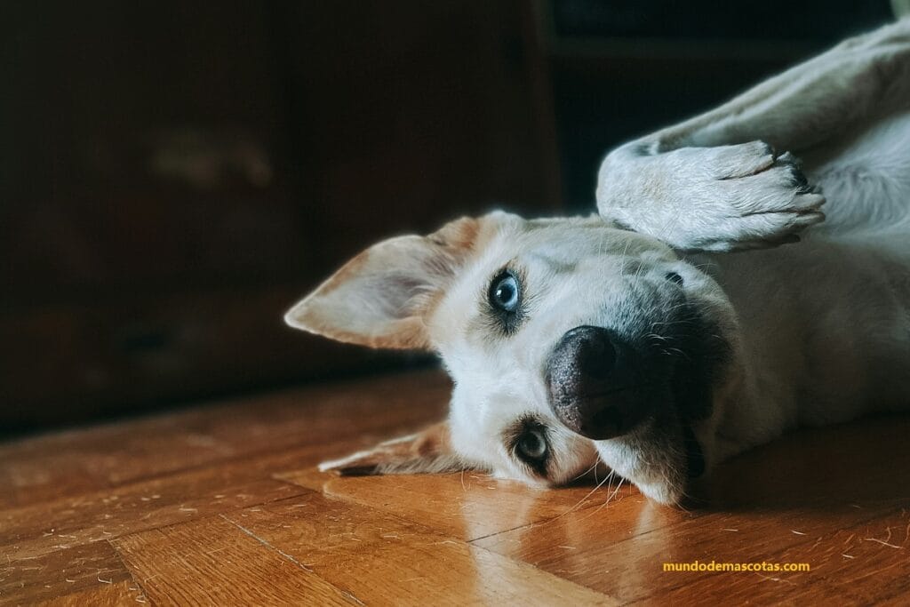 Medicamento para perros que se rascan mucho y paran echados sin comer como el perro blanco de ojos celestes