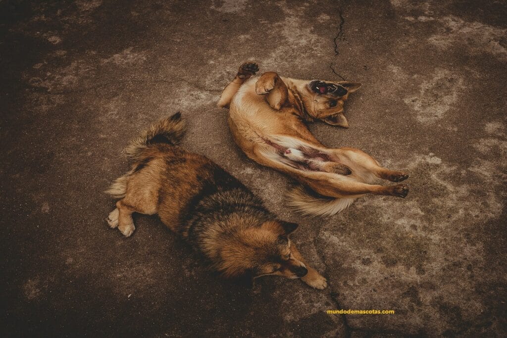 2 perros adultos se rascan el lomo en el piso