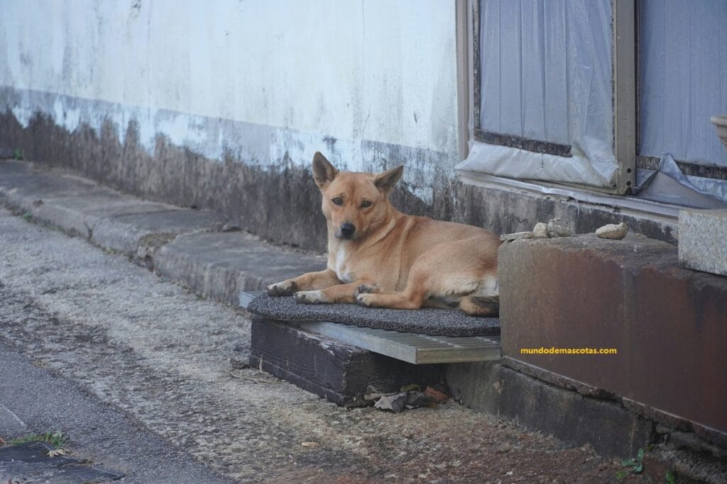 enfermedad de perros que no quieren comer
