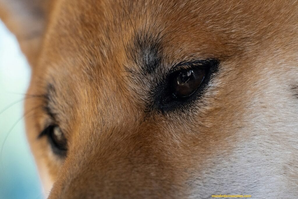 perro adulto con los ojos llorosos