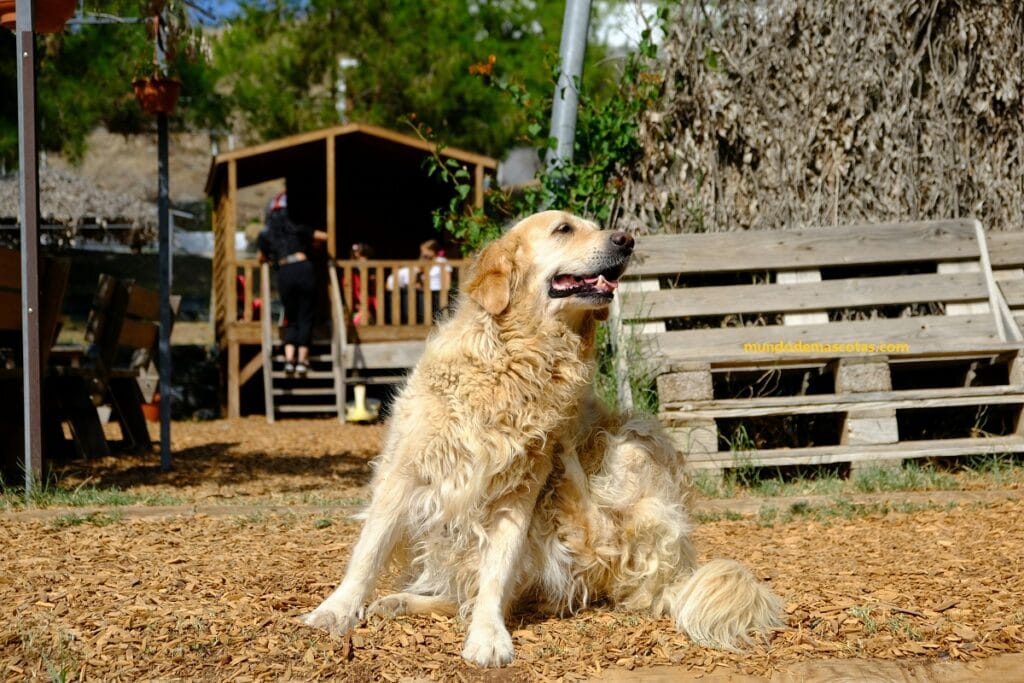 por que mi perro se rasca mucho y tiene mucho pelo porque es un ladrador golden retriever adulto