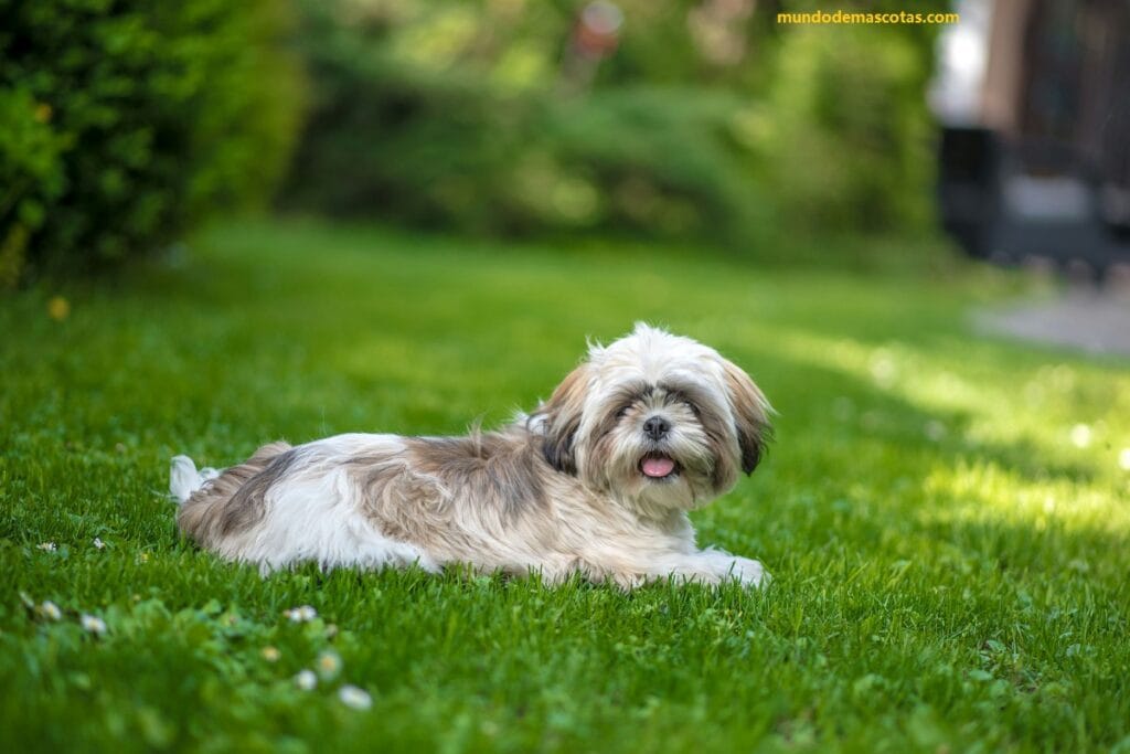 mi perro shih tzu vomita amarillo en el parque y corre sin parar de vomitar, descansa tambien en el pasto por el malestar