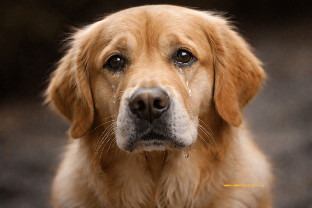 por qué mi perro llora de la nada y es un goldén retriever con sus lagrimas saliendo de sus hermosos ojos, es adulto y hermoso.
