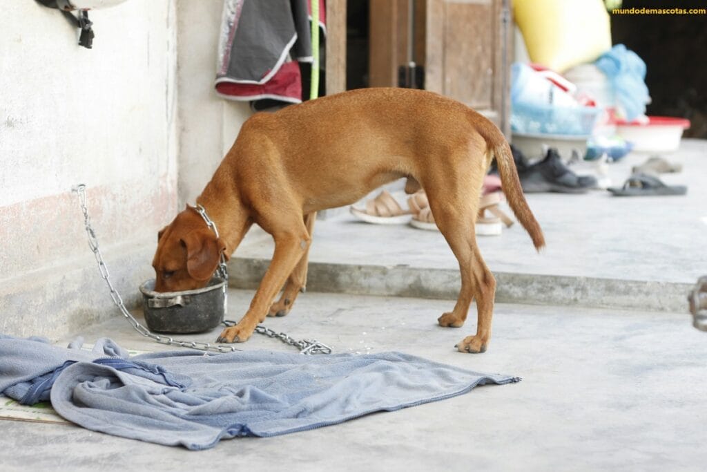 porque mi perro no quiere comer en las mañanas y solo toma algo de agua y luego se tira al piso a descansar y es adulto y color marrón.