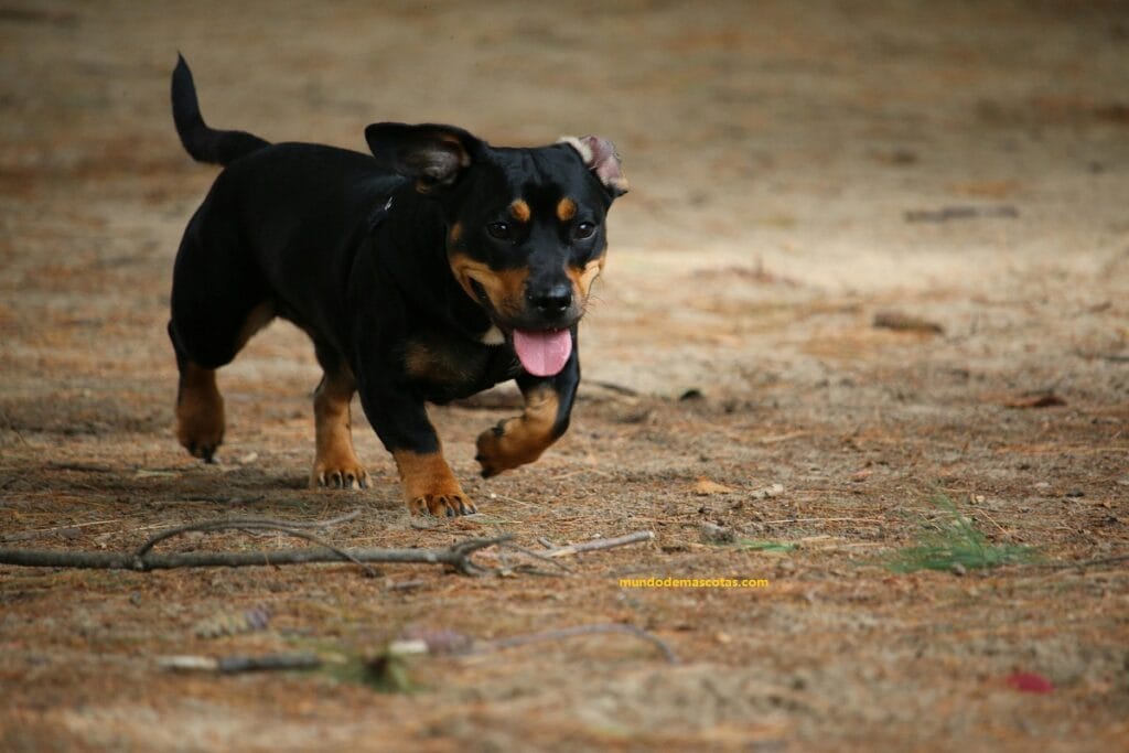 perro cachorro agitado y respirando rapido al correr