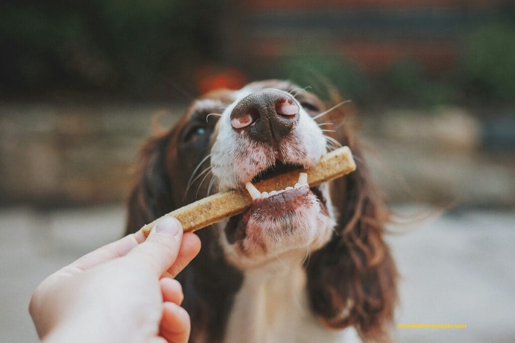 cachorro comiendo sus croquetas para perros diabéticos