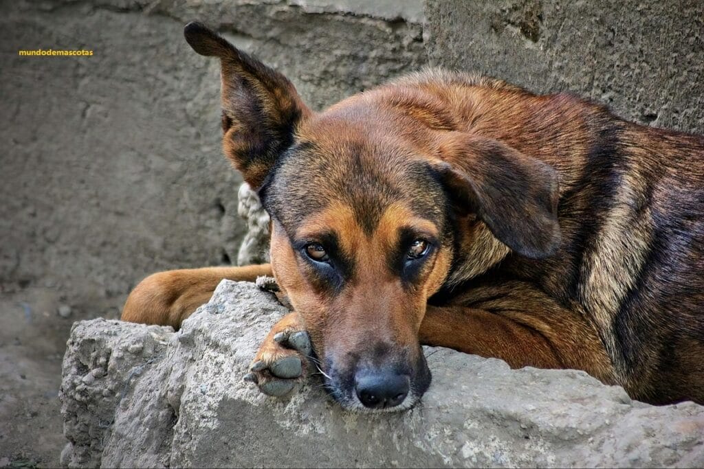 perro triste y decaído por vomitar