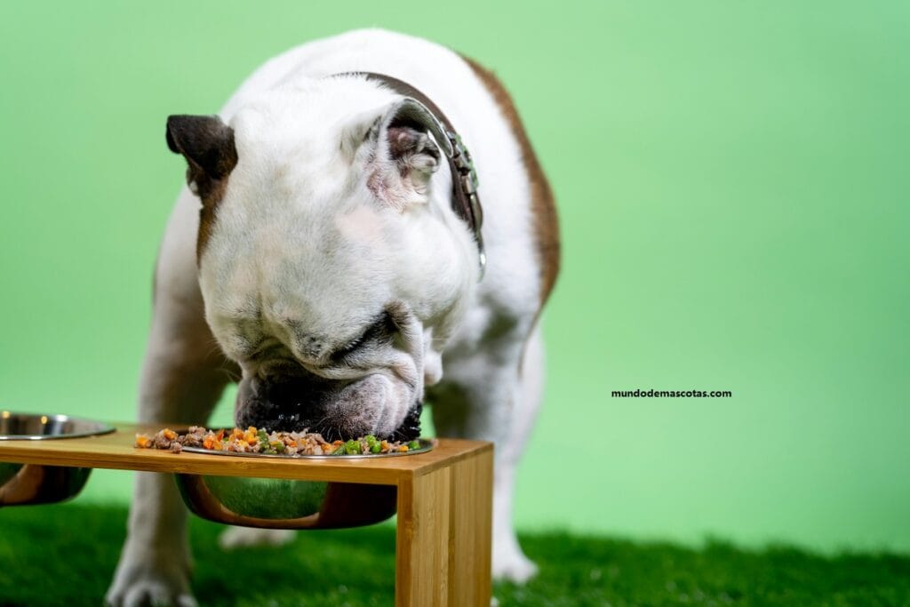 dieta casera para perros con diabetes