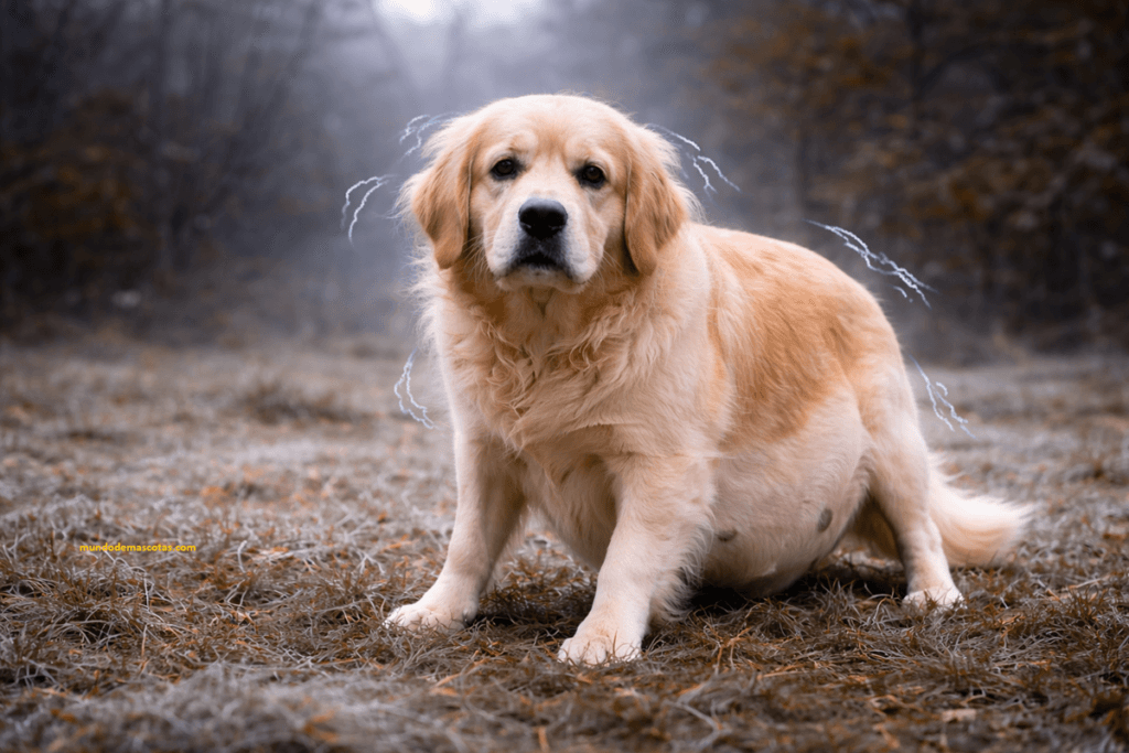 mi perra esta embarazada y tiembla