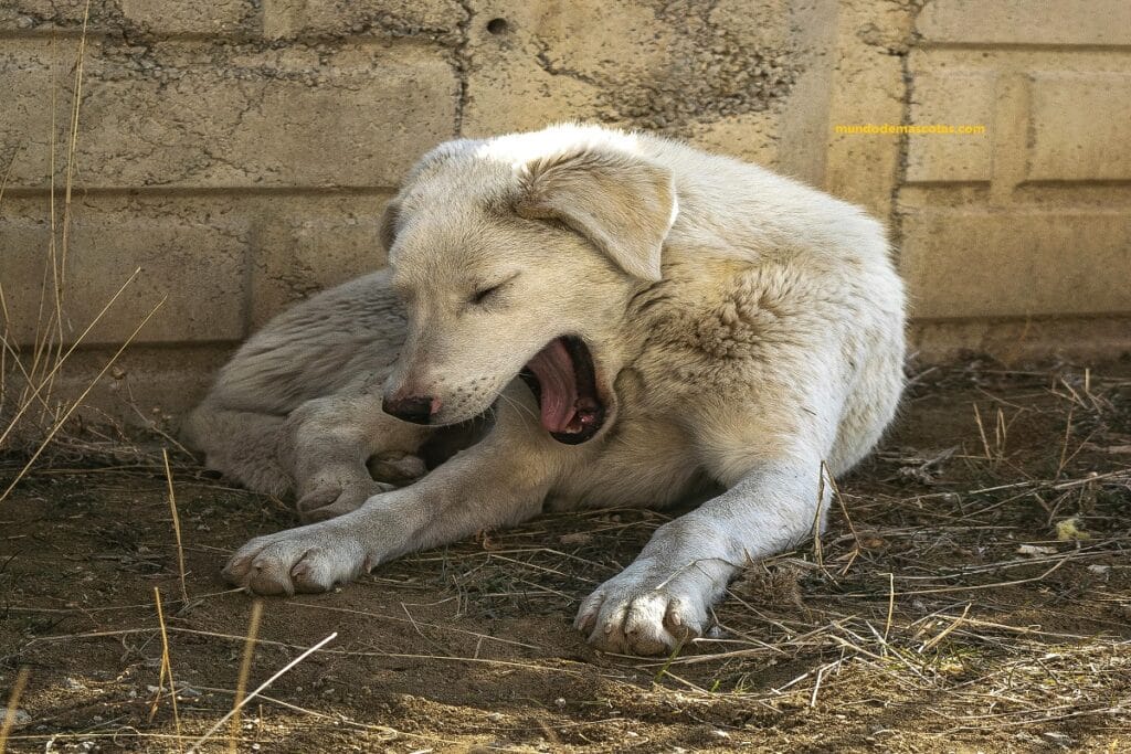 perro pequeño acostado  con síntomas de vómitos 
