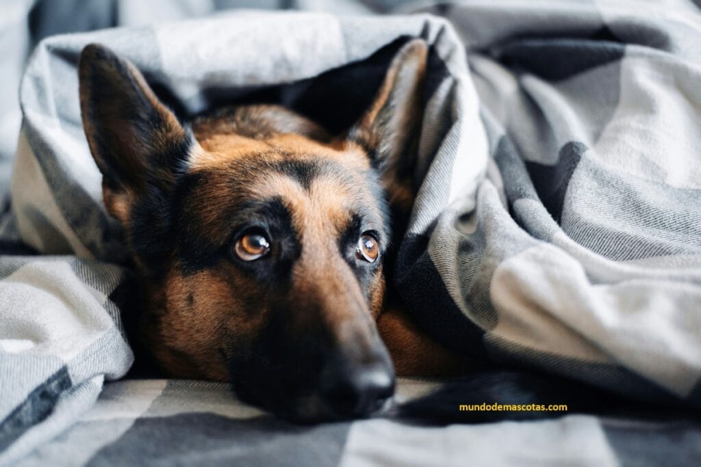 Mi perro se orina en la cama de mi hijo