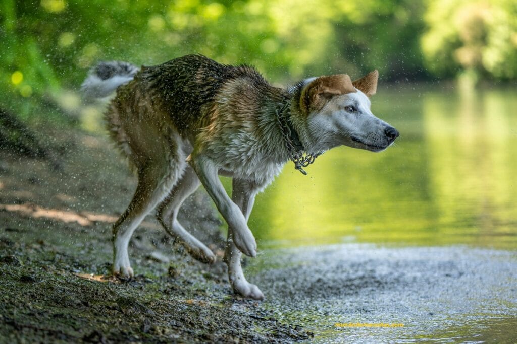cachorro le tiemblan sus patas despues de un baño