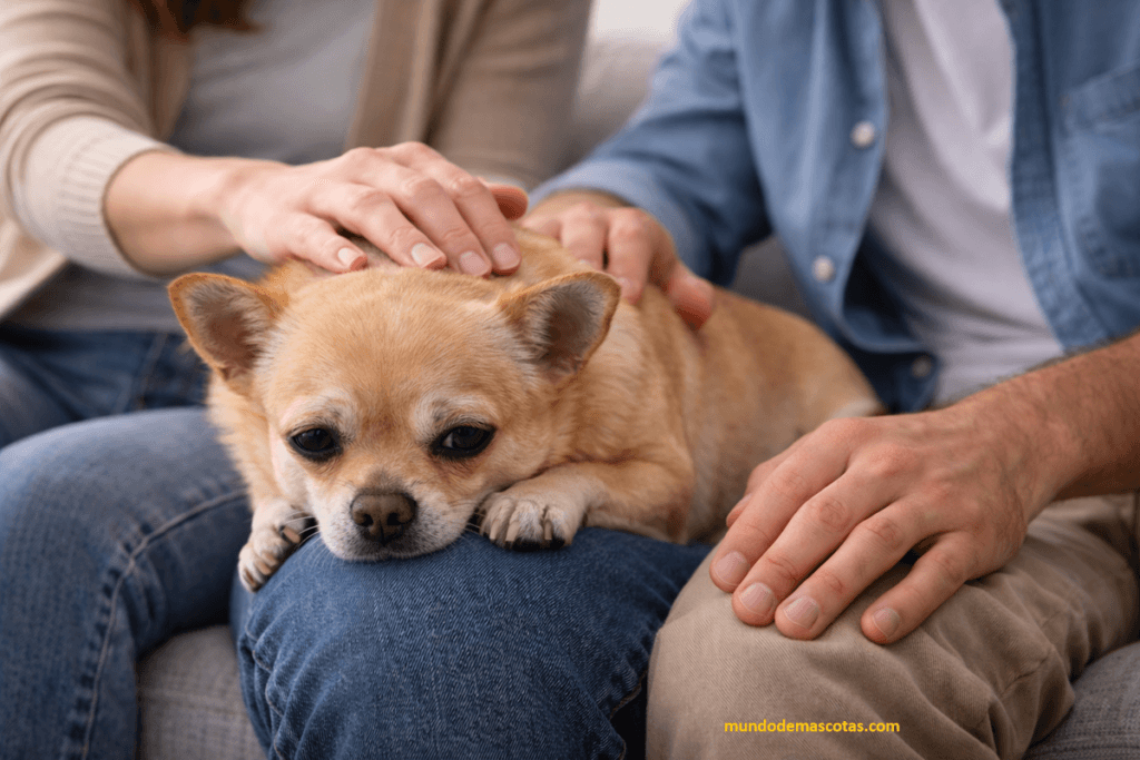 Tratamiento para diarrea con sangre en perros